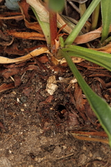 Dipchasphecia lanipes