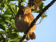 Glaucidium jardinii