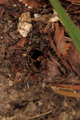 Dipchasphecia lanipes