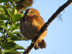 Glaucidium jardinii