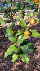 Citrus japonica