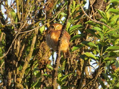 Glaucidium jardinii