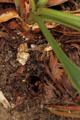 Dipchasphecia lanipes