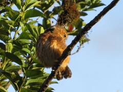 Glaucidium jardinii