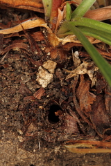 Dipchasphecia lanipes