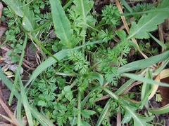 Torilis nodosa