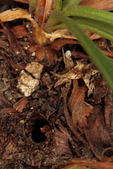 Dipchasphecia lanipes