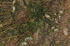 Dipchasphecia lanipes