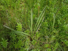 Plantago macrocarpa