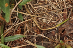 Dipchasphecia lanipes