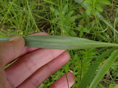 Plantago macrocarpa