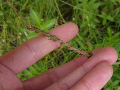 Plantago macrocarpa