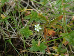 Stellaria humifusa