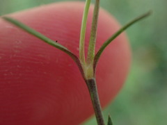 Stellaria humifusa