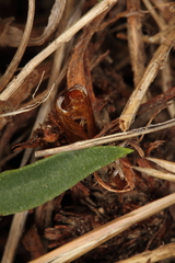 Dipchasphecia lanipes