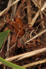 Dipchasphecia lanipes