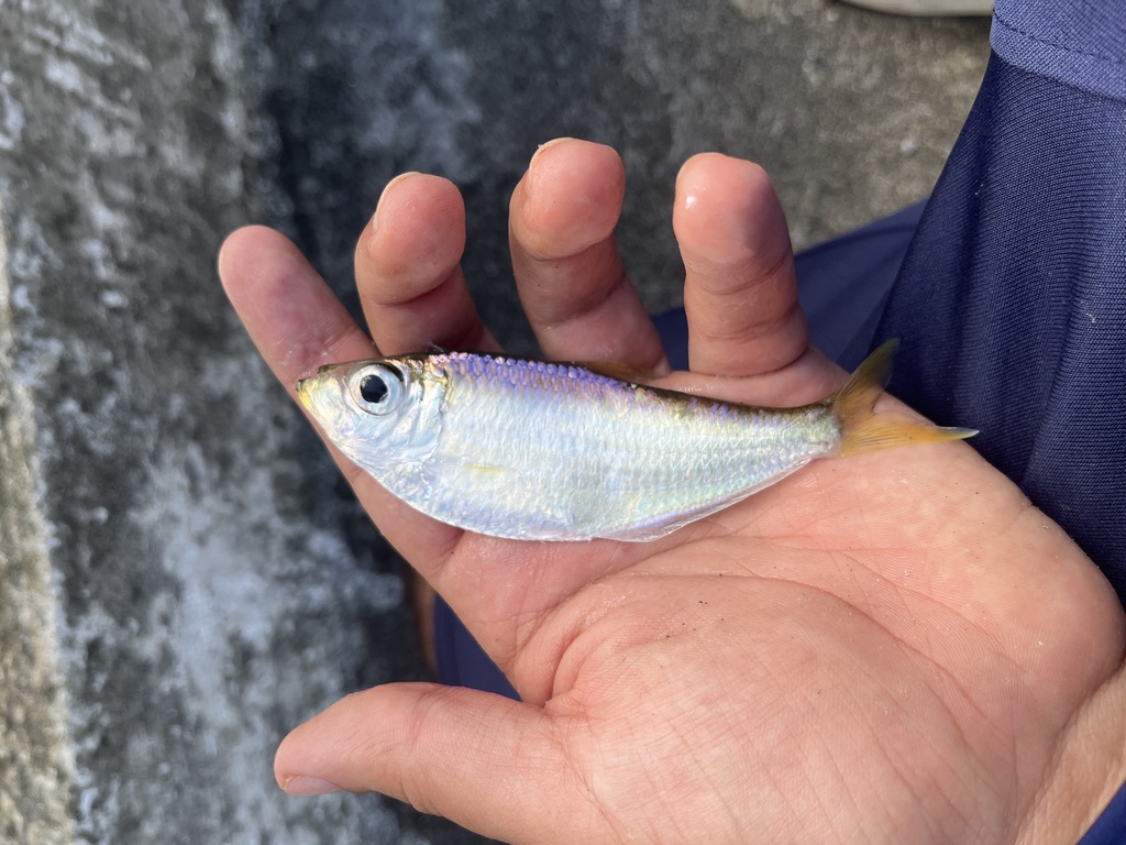 American coastal pellona (Pellona harroweri) — Pristigasteridae