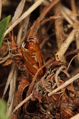 Dipchasphecia lanipes