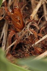 Dipchasphecia lanipes