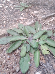 Ruellia hygrophila
