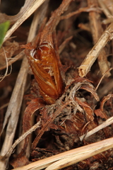 Dipchasphecia lanipes