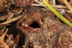 Dipchasphecia lanipes