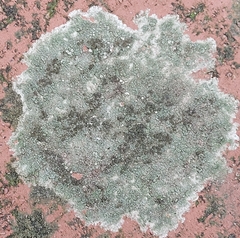 Protoparmeliopsis muralis