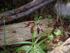 Fritillaria camschatcensis