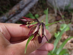 Fritillaria camschatcensis