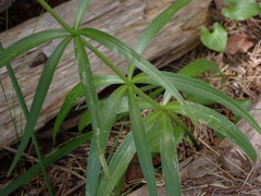 Fritillaria camschatcensis