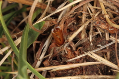 Dipchasphecia lanipes