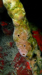 Hyattella cavernosa