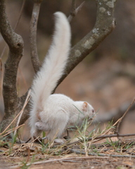 Paraxerus cepapi cepapi