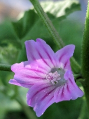 Malva