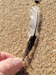 Melanerpes carolinus