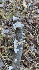 Trametes conchifer