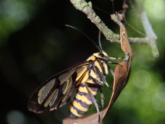 Amata perixanthia