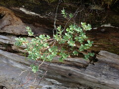 Vaccinium uliginosum