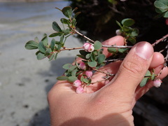 Vaccinium uliginosum