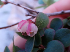 Vaccinium uliginosum