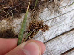 Carex macrochaeta