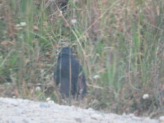 Grallaria squamigera