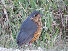 Grallaria squamigera