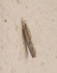 Agriphila geniculea