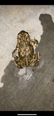 Anaxyrus boreas halophilus