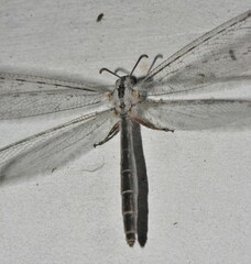 Acanthaclisini