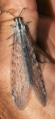 Acanthaclisini