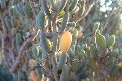 Tetraena fontanesii image