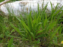 Plantago macrocarpa