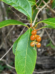 Citharexylum